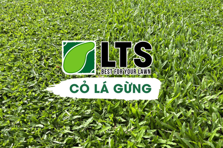 CỎ LÁ GỪNG 1