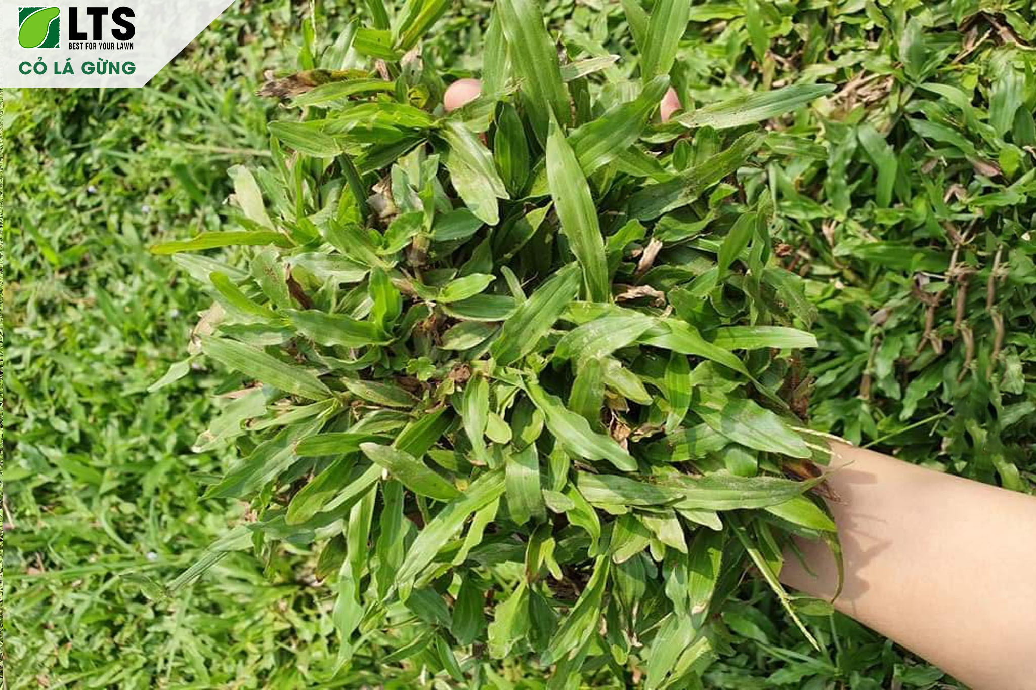 CỎ LÁ GỪNG 18
