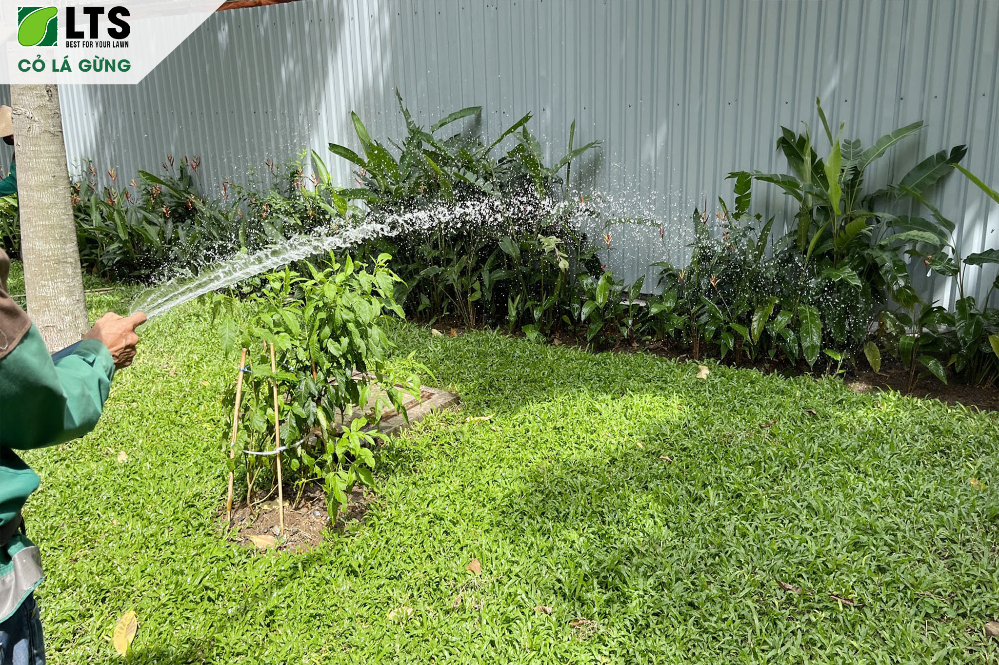 CỎ LÁ GỪNG 5