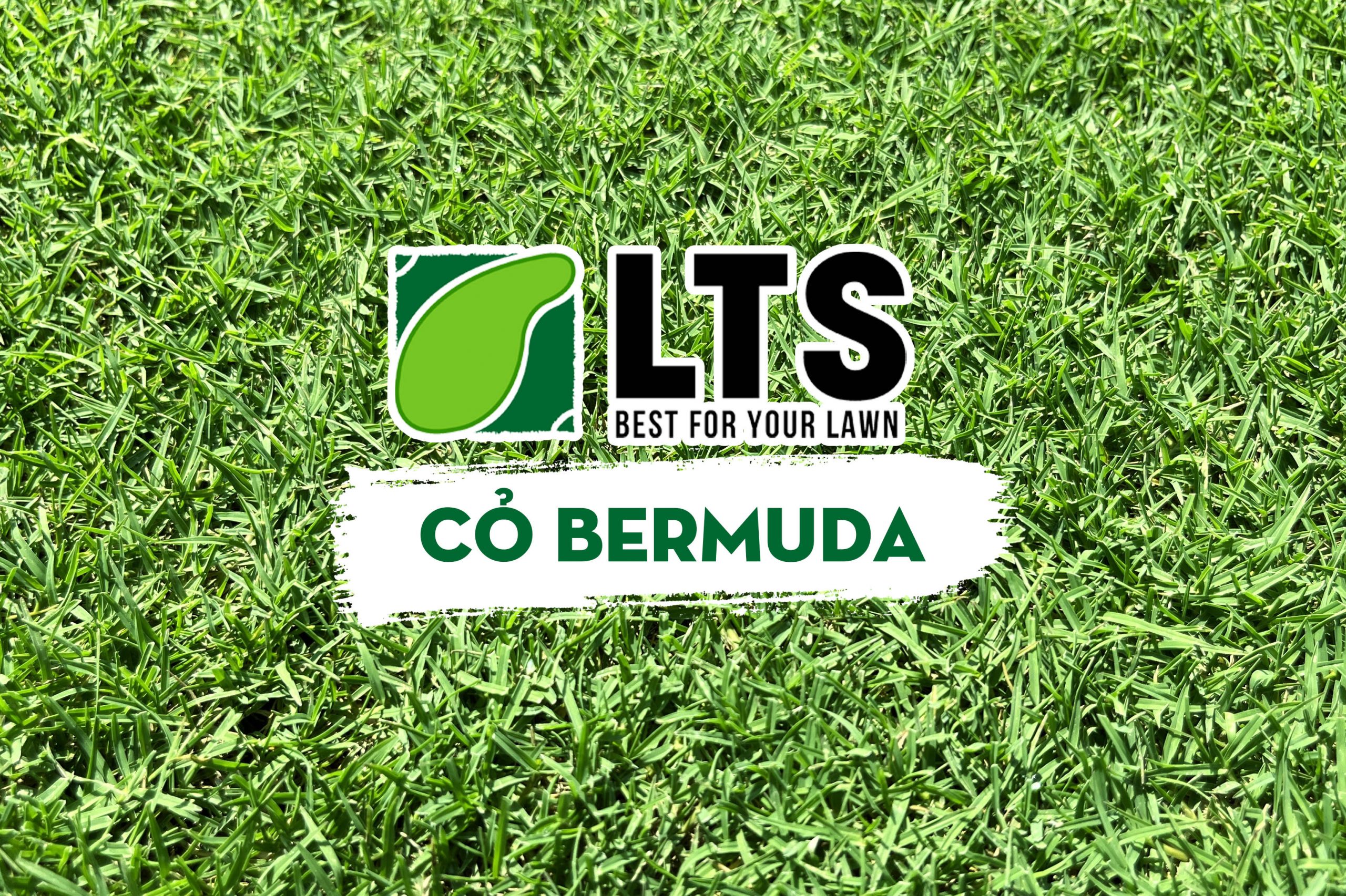 You are currently viewing Cỏ Bermuda : Tất tần tật về cỏ Bermuda mà bạn cần biết 2024