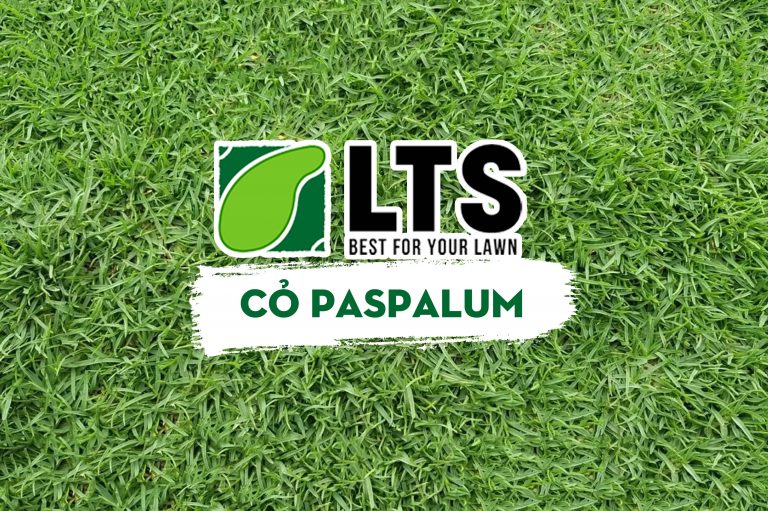 Cỏ Paspalum 1