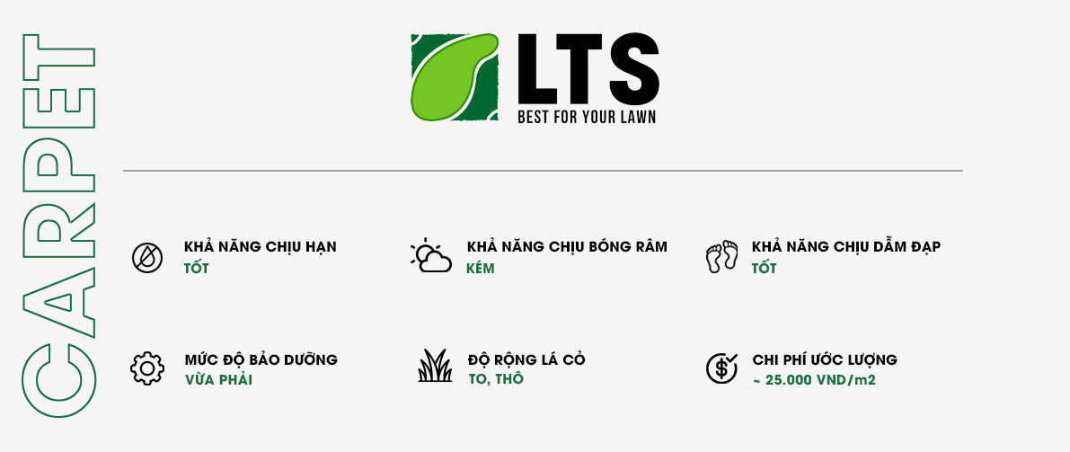 Cỏ Lá Gừng