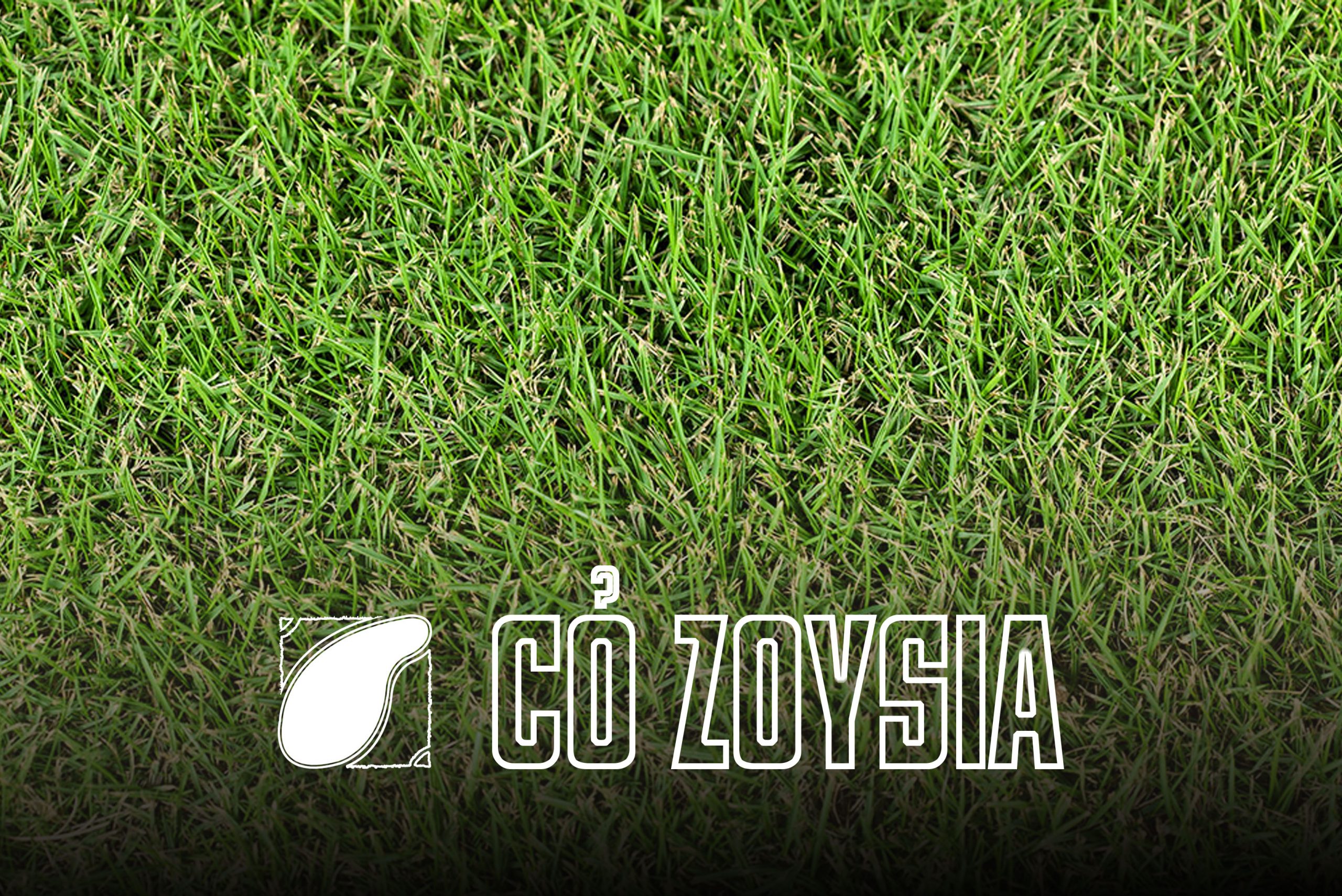 You are currently viewing Cỏ Zoysia