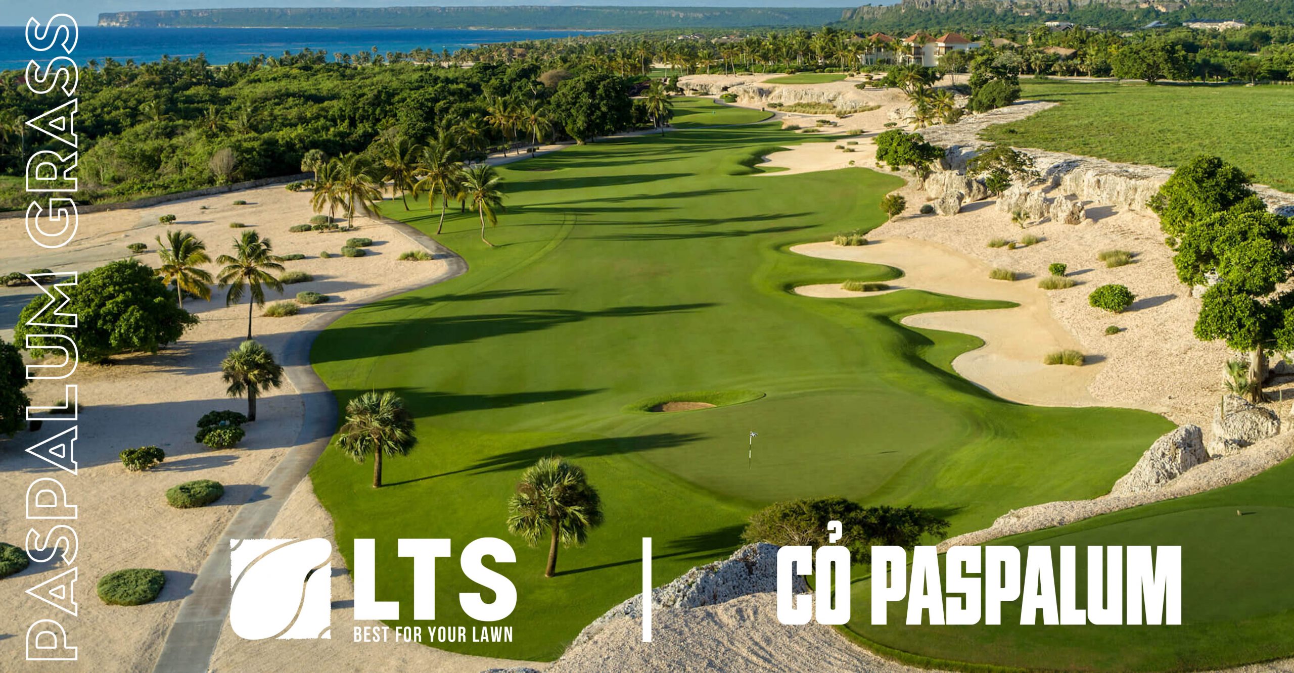 Cỏ Paspalum - Banner