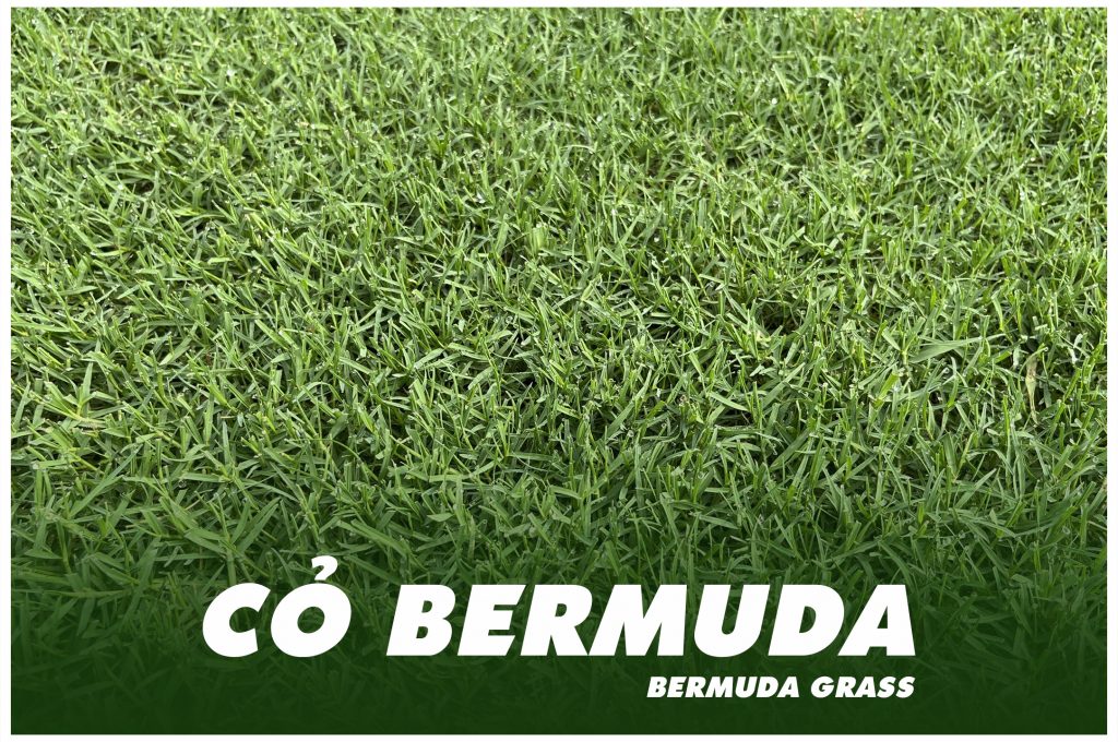 Bermuda Grass - Trang chủ