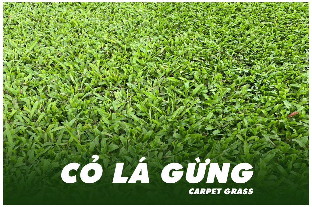 CARPET GRASS - TRANG CHỦ