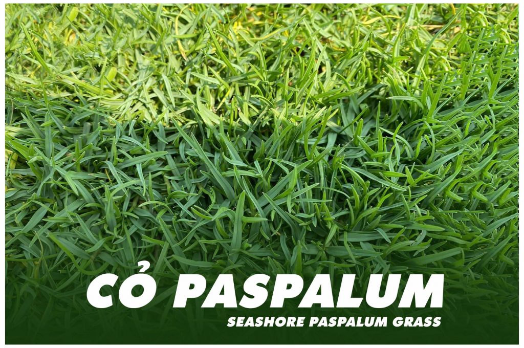 PASPALUM GRASS - TRANG CHỦ copy