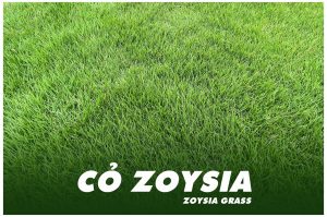 ZOYSIA GRASS - TRANG CHỦ copy